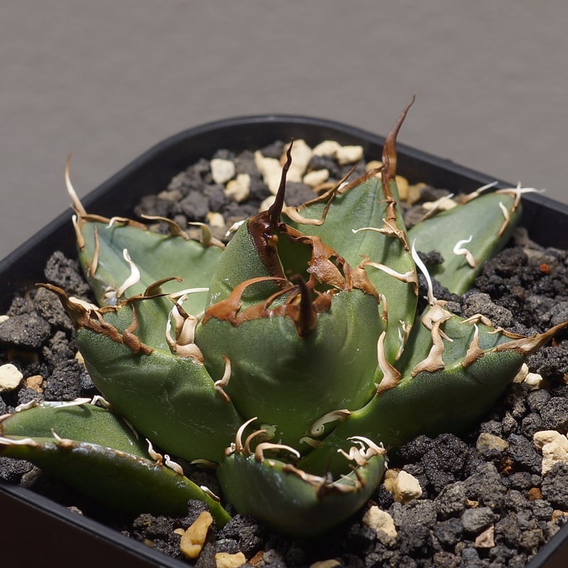 アガベ オアハカ オテロイ 特大株 超鋸歯 連棘oaxaca oteroi SP 特大