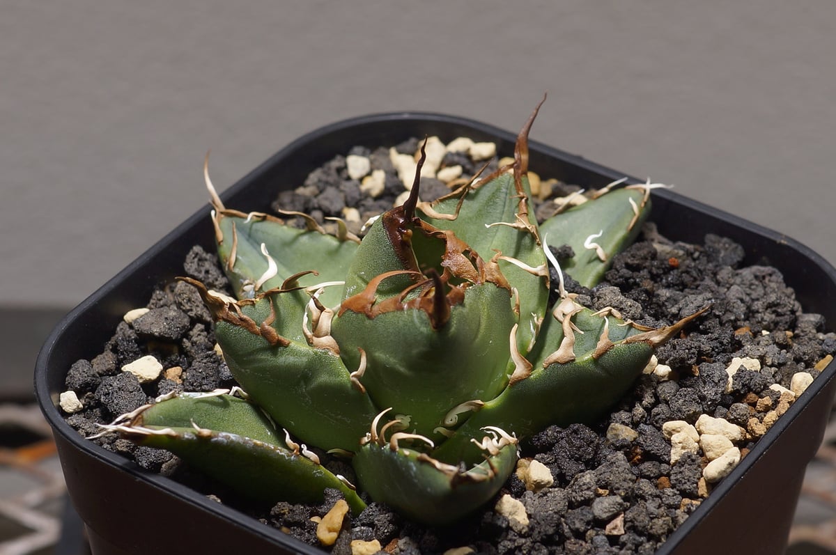 アガベ オアハカ オテロイ 特大株 超鋸歯 oaxaca oteroi SP アガベ オアハカ オテロイ 特大株 超鋸歯 連棘oaxaca oteroi SP Oaxaca