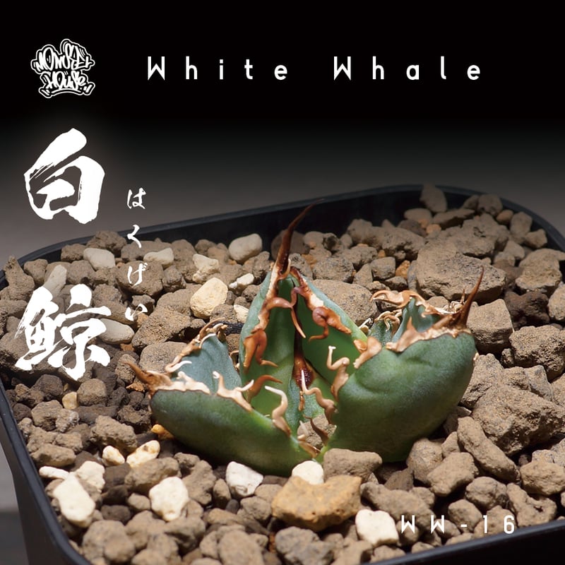 アガベ　チタノタ　国産白鯨(旧来白鯨) 大株 アガベ チタノタ 旧来白鯨(国産白鯨) 大株