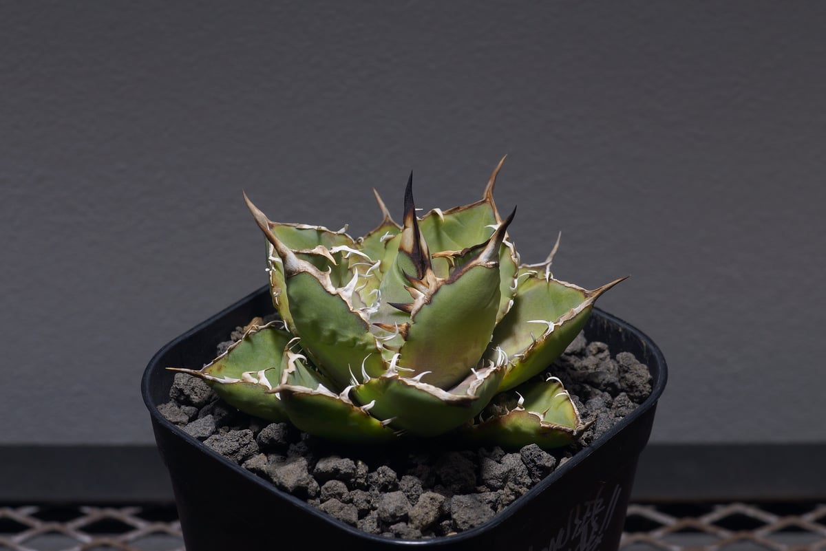 ☆最終値下げ☆アガベ チタノタ マキシマムスチール 特大株 子株付き BEAST