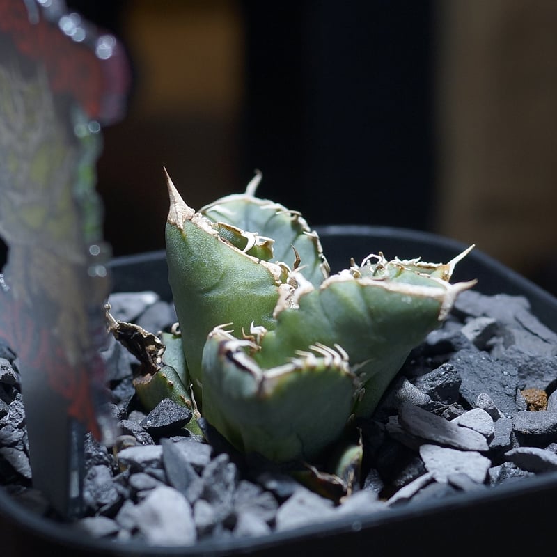 アガベ チタノタ 清櫻/ Dragon Agave産 so-01 | アガベ専門店 モンスタ