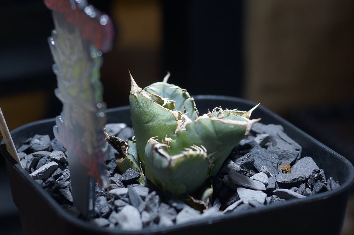 アガベ チタノタ 清櫻/ Dragon Agave産 so-01 | アガベ専門店 モンスタ