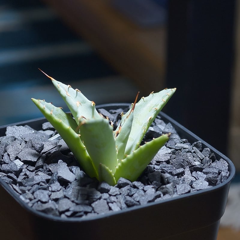 アガベ ハイブリッド 妖炎×姫厳竜/ Y×H-09 | アガベ専門店 モンスター