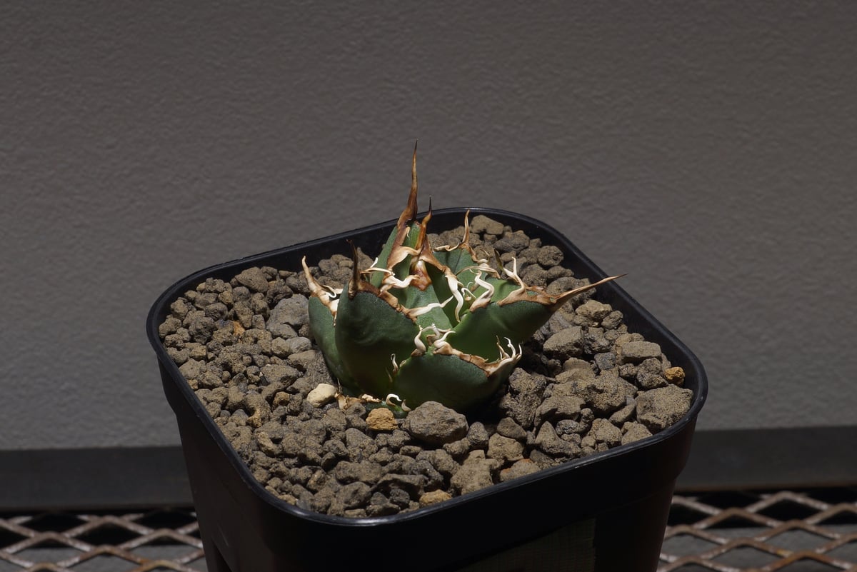 アガベ オアハカ オテロイ/ox-03 | アガベ専門店 モンスターハウス