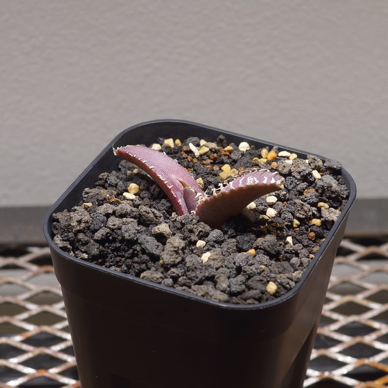 【稀少・高騰品種】白銀金剛 アガベ チタノタ Silver King Kong 稀少・高騰品種】白銀金剛 アガベ チタノタ Silver King Kong