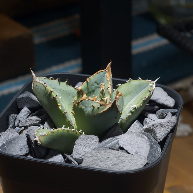 アガベ チタノタ 鰐亀 / WG-02 | アガベ専門店 モンスターハウス