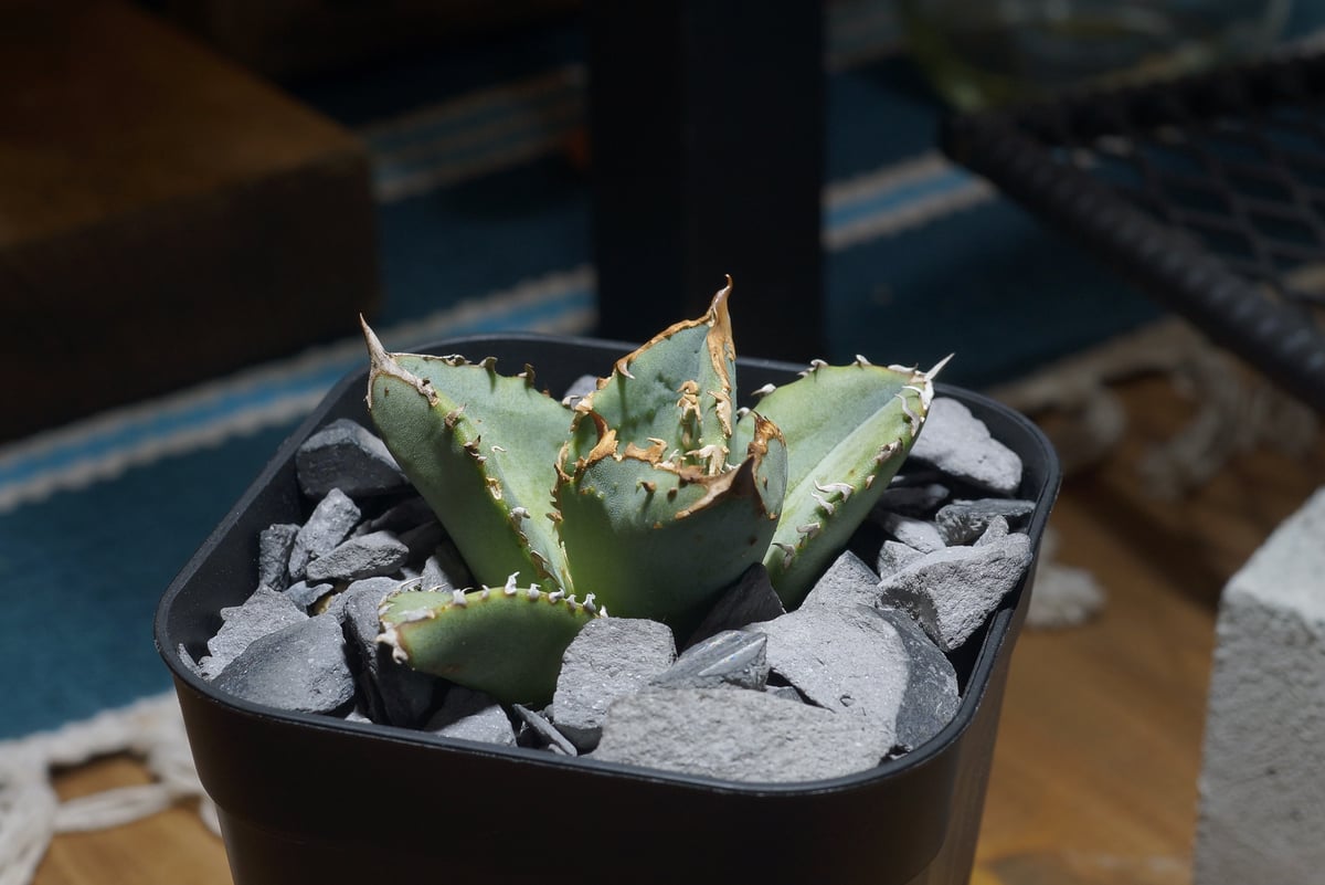 アガベ　チタノタ　鰐亀 アガベ チタノタ 鰐亀 / WG-02 | アガベ専門店 モンスターハウス