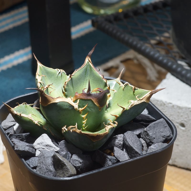 初売りセット14】104 TC2株 アガベ 緑犀牛 悪魔 TC DRAGON AGAVE