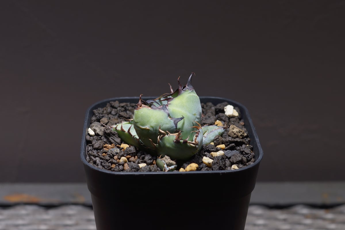 アガベ チタノタ ブラックアンドブルー/bb-25 | アガベ専門店