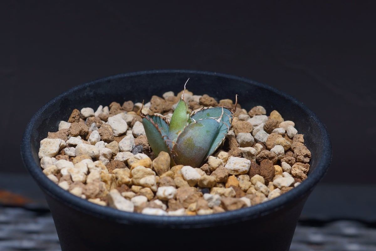 多肉植物アガベ チタノタ ブラックアンドブルー BB 特選極上子株 15株