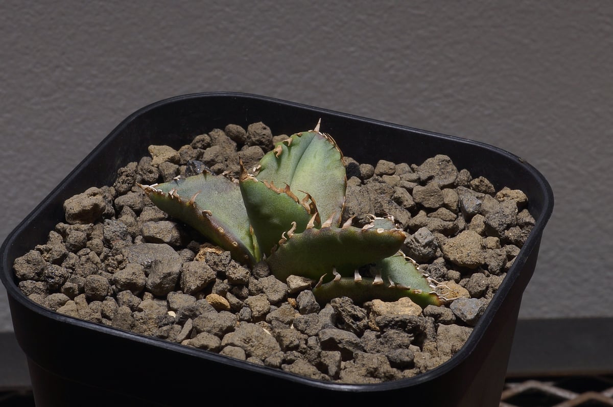 アガベ チタノタ 夕映厳竜/子株 YB-09 | アガベ専門店 モンスターハウス