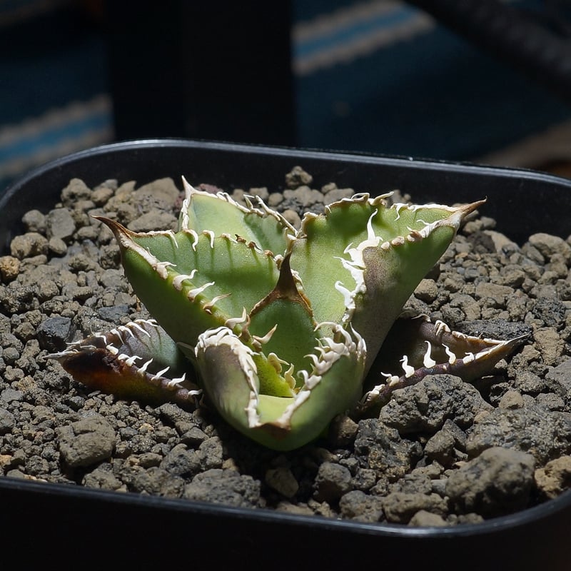 アガベ チタノタ 星空 / HZ-01 | アガベ専門店 モンスターハウス