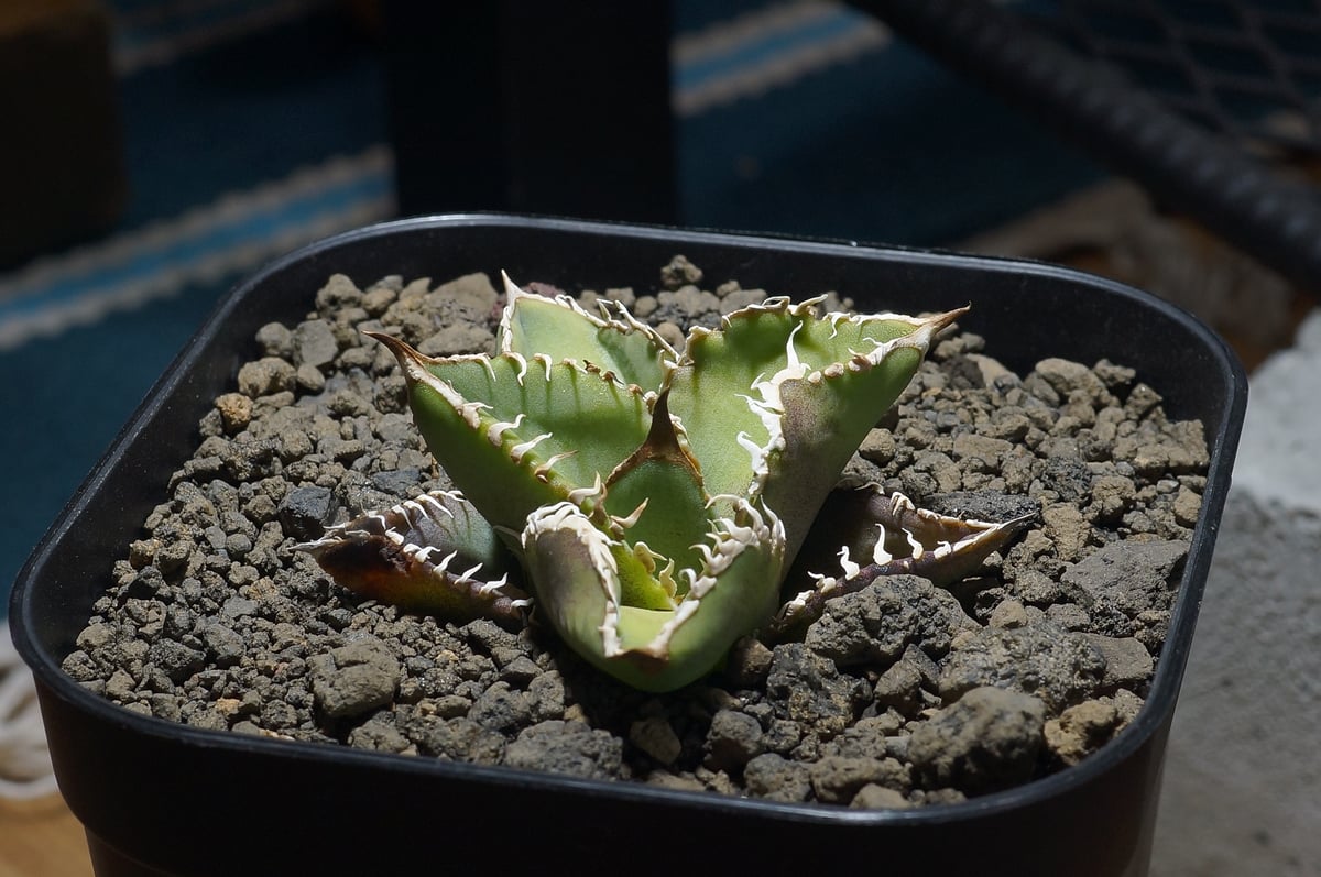 アガベ チタノタ 星空 / HZ-01 | アガベ専門店 モンスターハウス