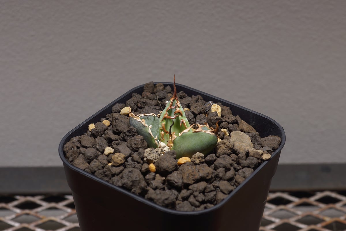 チタノタ　白鯨　ボール型　美株　タグ付き　【17】 アガベ チタノタ 白鯨/ww-17 | アガベ専門店 モンスターハウス