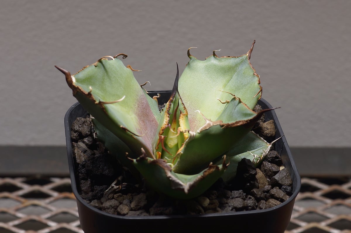 アガベ チタノタ 黒豹/子株 BP-07 | アガベ専門店 モンスターハウス