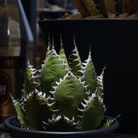 アガベ チタノタ ブラックアンドブルー/bb-20 | アガベ専門店