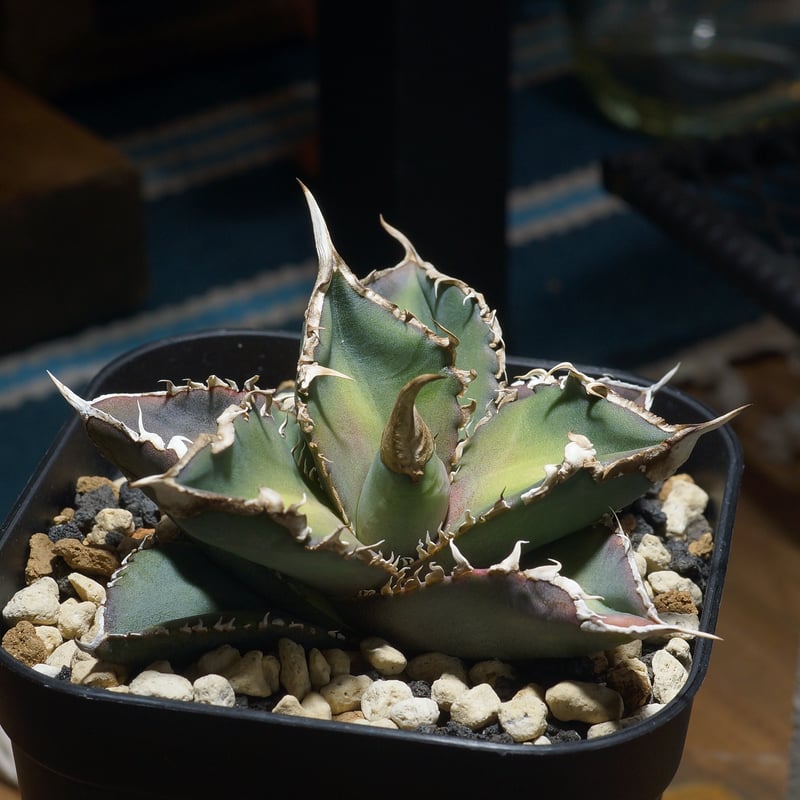 アガベ チタノタ 不良 子株 アガベ】チタノタ FO-76 親株から子分け