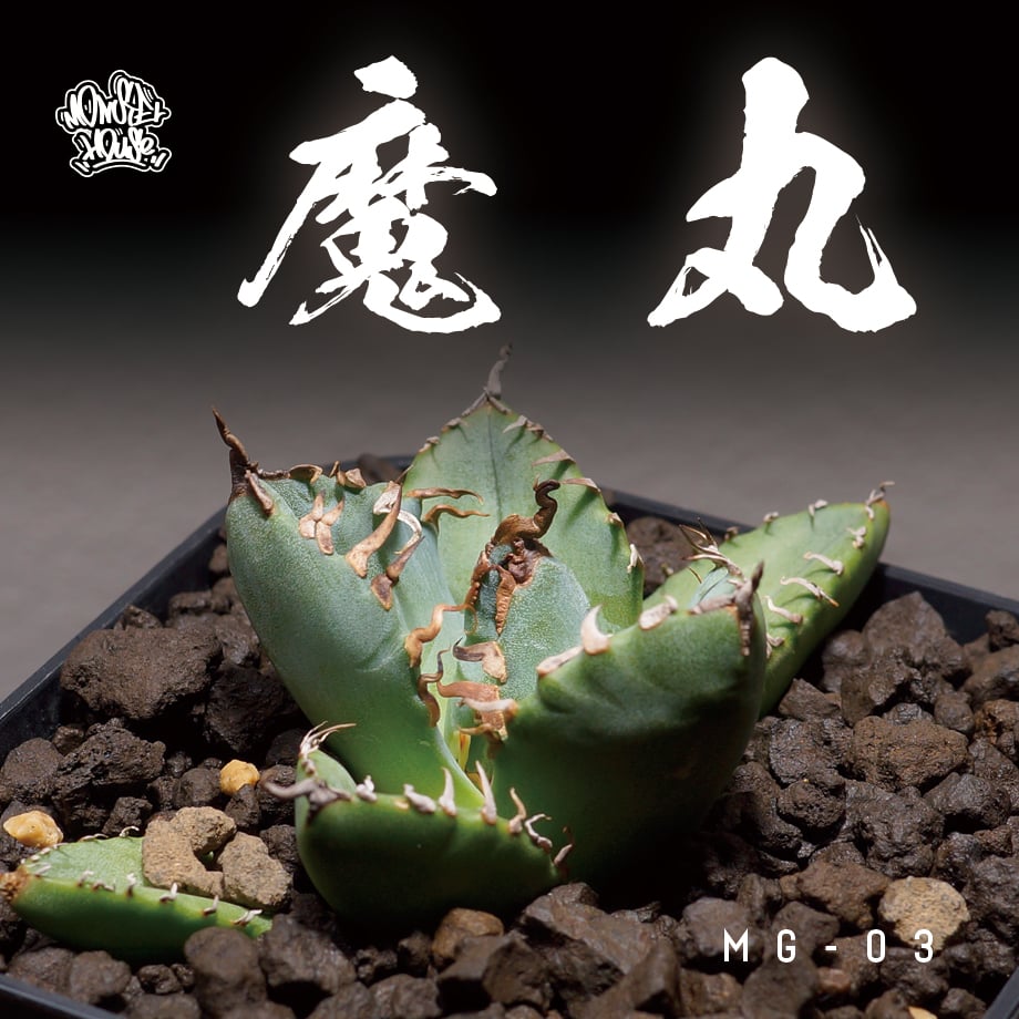 アガベ チタノタ 魔丸 / MG-03 | アガベ専門店 モンスターハウス