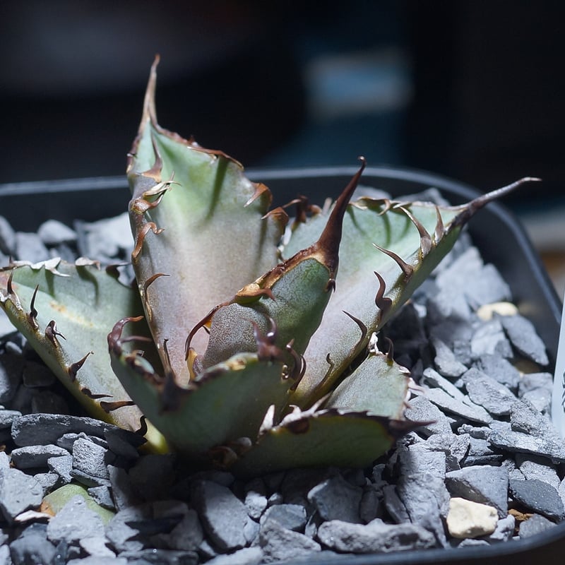 アガベ チタノタ 猟豹/ Dragon Agave産 ct-02 | アガベ専門店 モンスタ