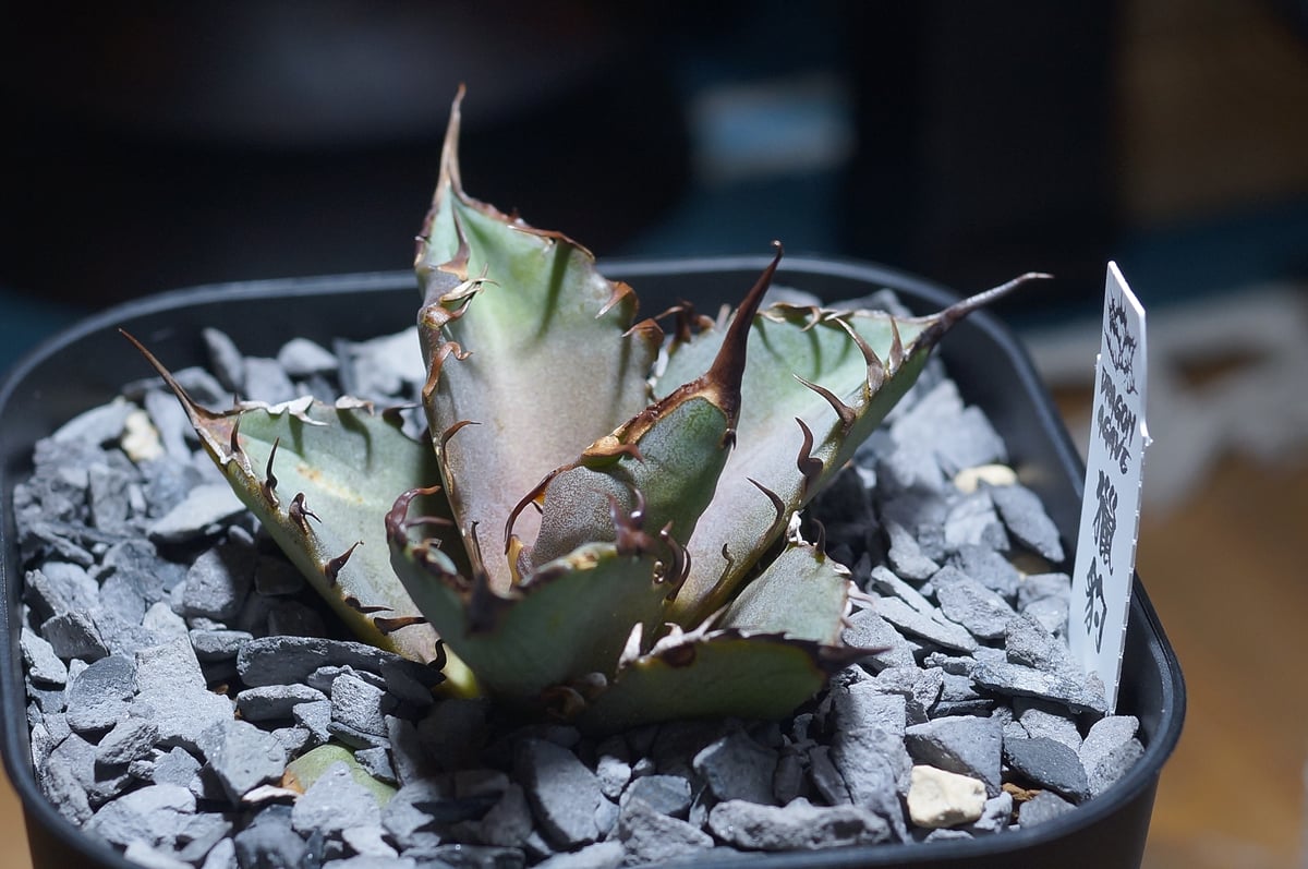 ト*シ様 F12062★オークション★超特大！ イラン産 アガベ チタノタ ドラ ト*シ様 F12062☆オークション☆超特大！ イラン産 アガベ