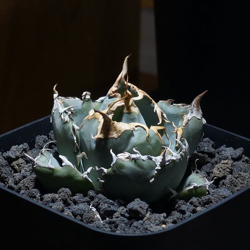 アガベ チタノタ 白鯨/ww-27 | アガベ専門店 モンスターハウス