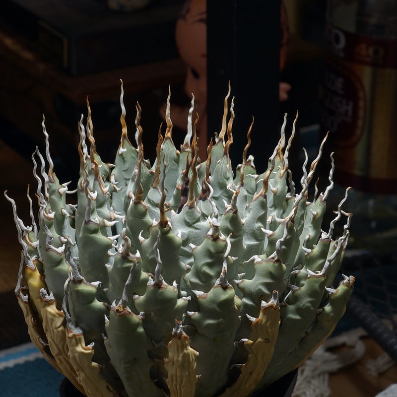 アガベ ユタエンシス エボリスピナ / ES-29 | アガベ専門店 モンスター