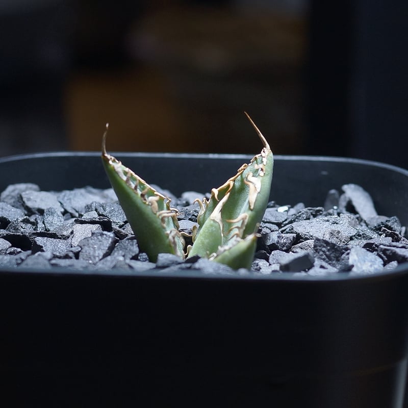 アガベ チタノタ 法老王/ Dragon Agave産 pr-01 | アガベ専門店 モンス