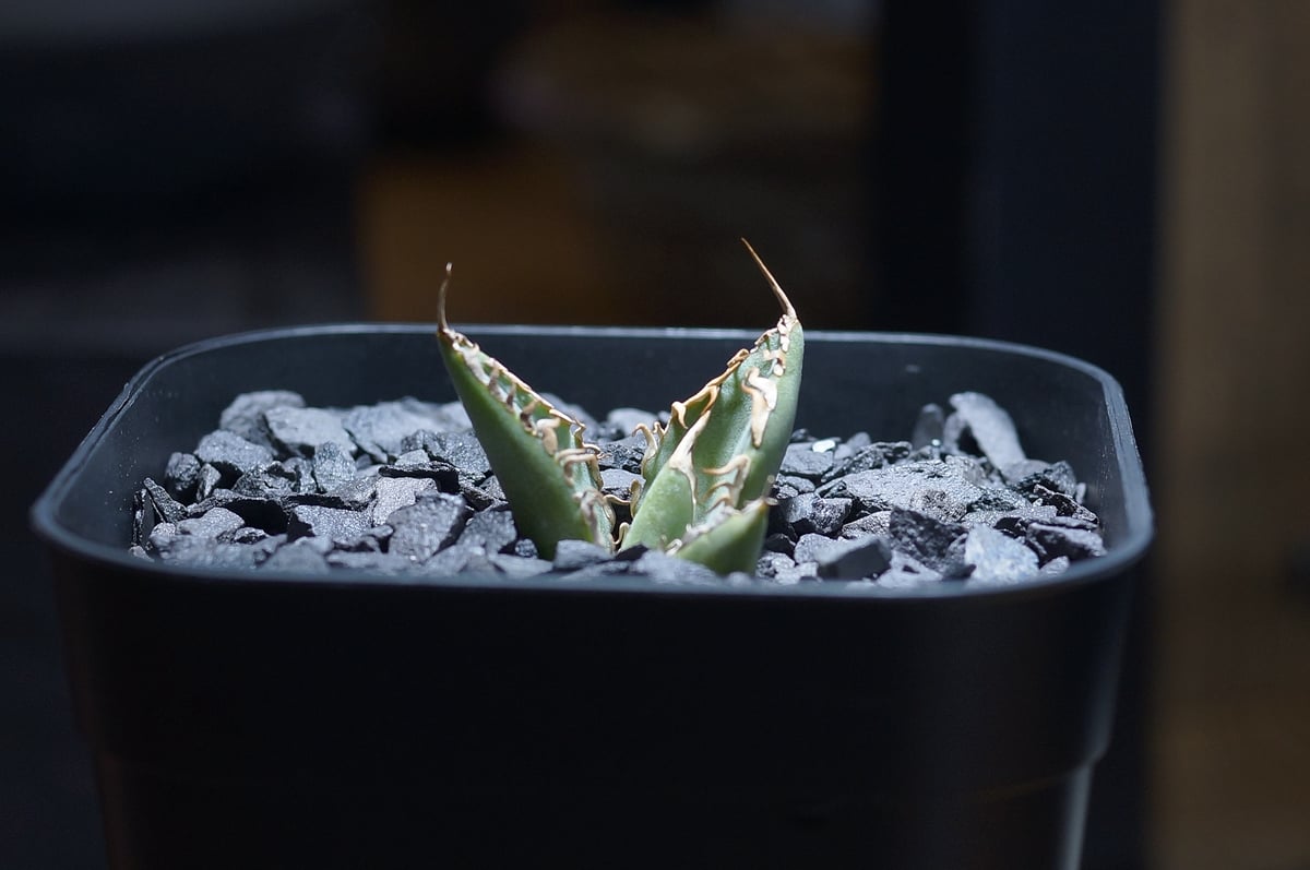 アガベ チタノタ 法老王/ Dragon Agave産 pr-01 | アガベ専門店 モンス