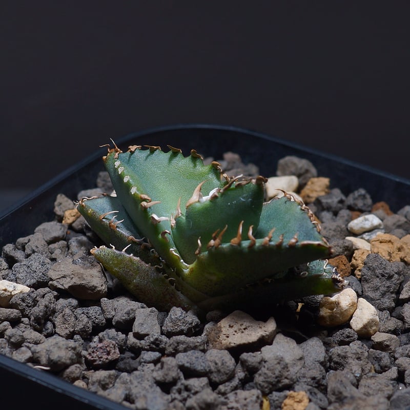 アガベ　チタノタ　MS-WV ③ アガベ チタノタ MS-AZ 台湾毒刺血統 | GREEN LUCK