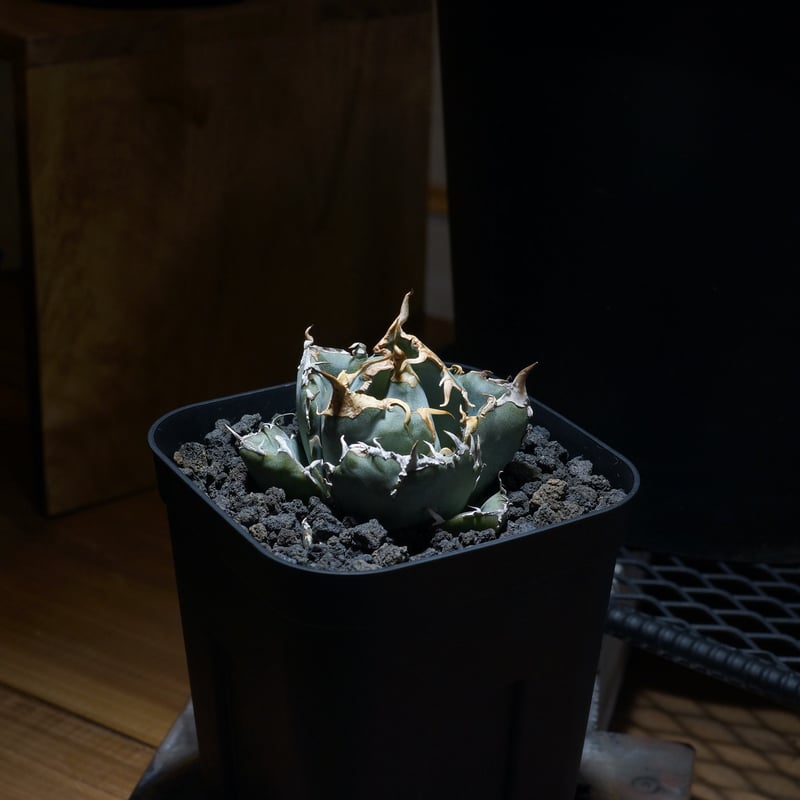 アガベ チタノタ 白鯨/ww-27 | アガベ専門店 モンスターハウス