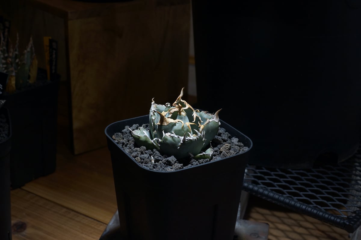 T*i様 アガベ チタノタ 白鯨 活着株鉢ごと発送 アガベ チタノタ 白鯨