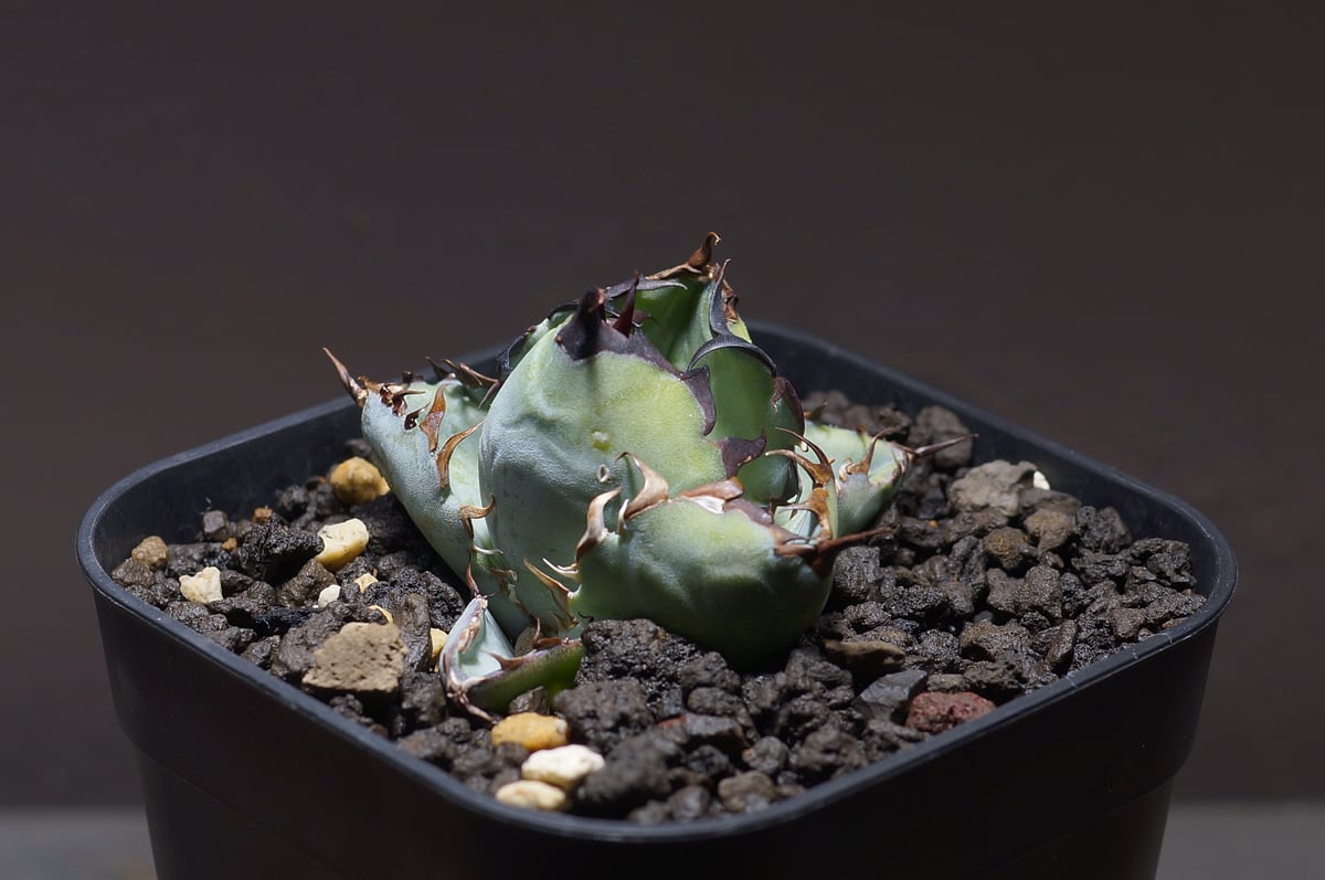 アガベ チタノタ ブラックアンドブルー/bb-25 | アガベ専門店