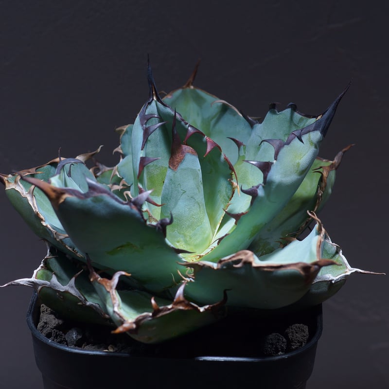アガベ チタノタ CJ special 胴切り天 アガベ・チタノタ CJ-Special（芽）-004｜agave titanota CJ-Sp