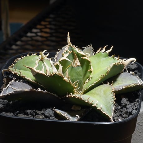 アガベ金剛 | STORES