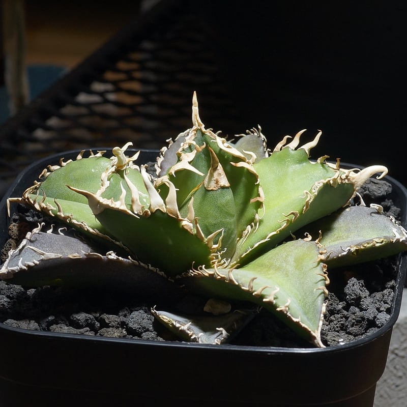 アガベ チタノタ 金剛 キングコング / KK-05 | アガベ専門店