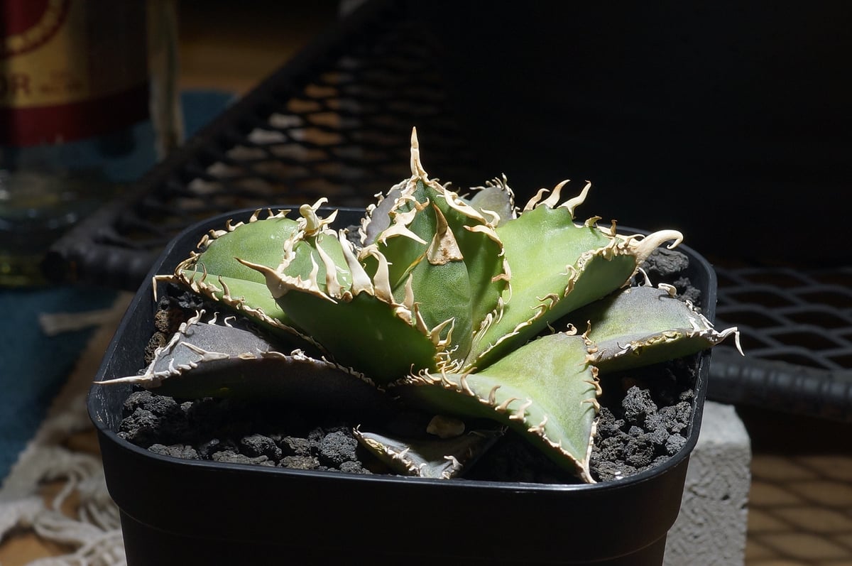 アガベ チタノタ 金剛 キングコング / KK-05 | アガベ専門店