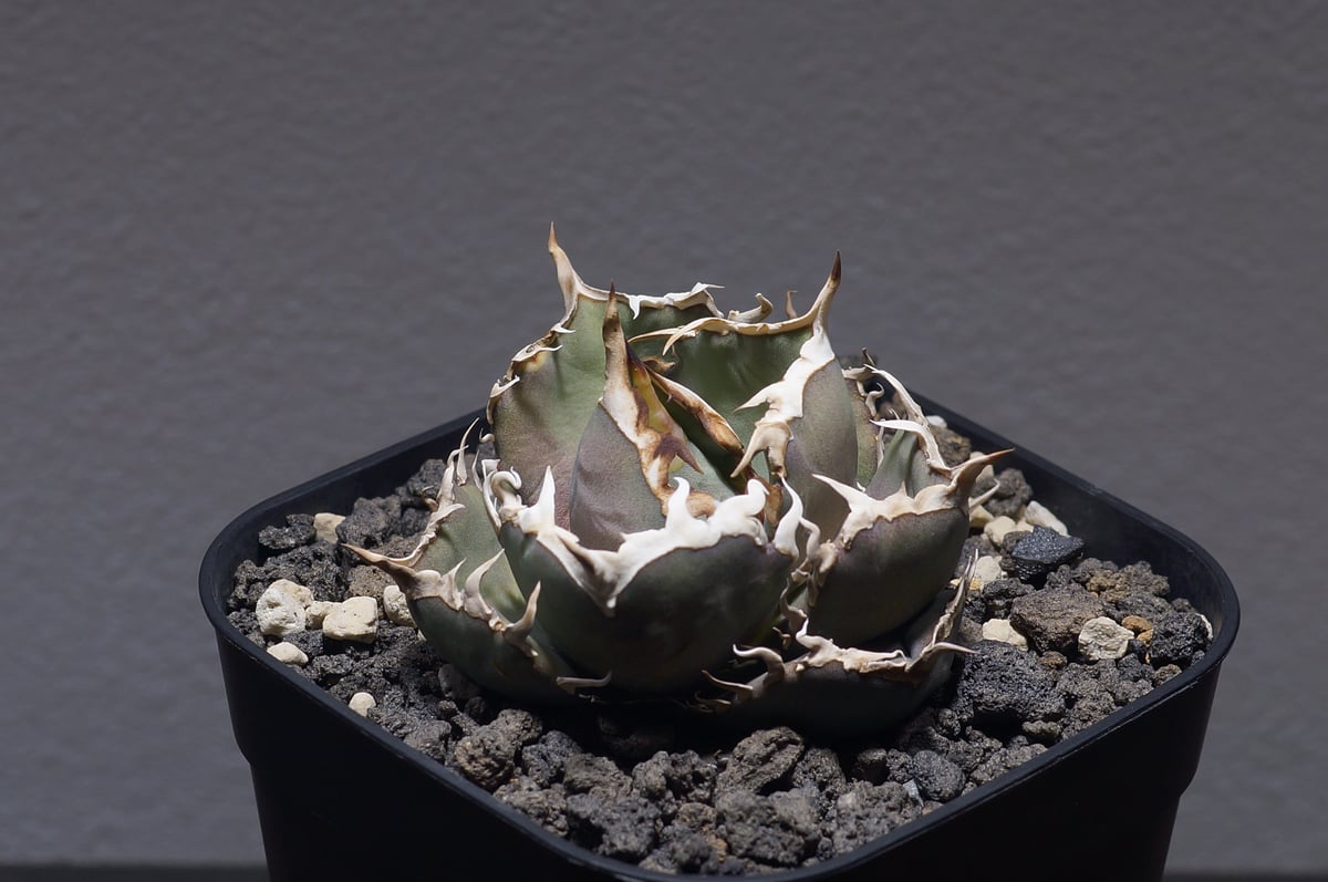 アガベ　オテロイ　プエブロ アガベ オテロイ FO-76/子株 F-27 | アガベ専門店 モンスターハウス