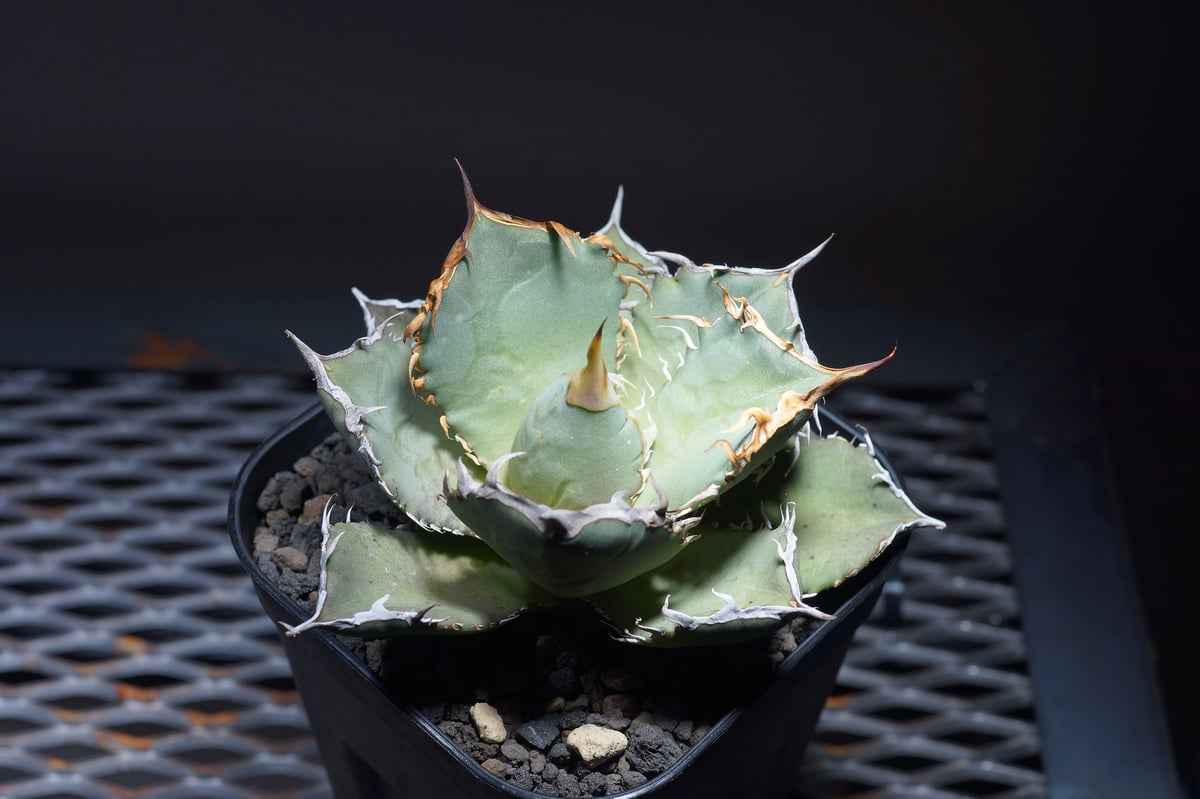 アガベ チタノタ 島田巌流 子株 未発根 オテロイ③ アガベ チタノタ 島田巌流 子株 未発根 オテロイ③ Agave