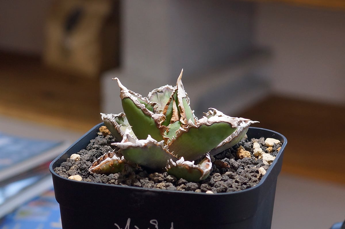 Akira Norita アガベ　チタノタ　狼人 管理No.10636966】アガベ チタノタ 狼人（発根済） | LIT PLANTS