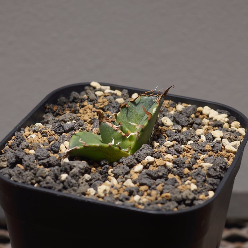 アガベ チタノタ シーザー 凱撒/cae-08 | アガベ専門店 モンスターハウス