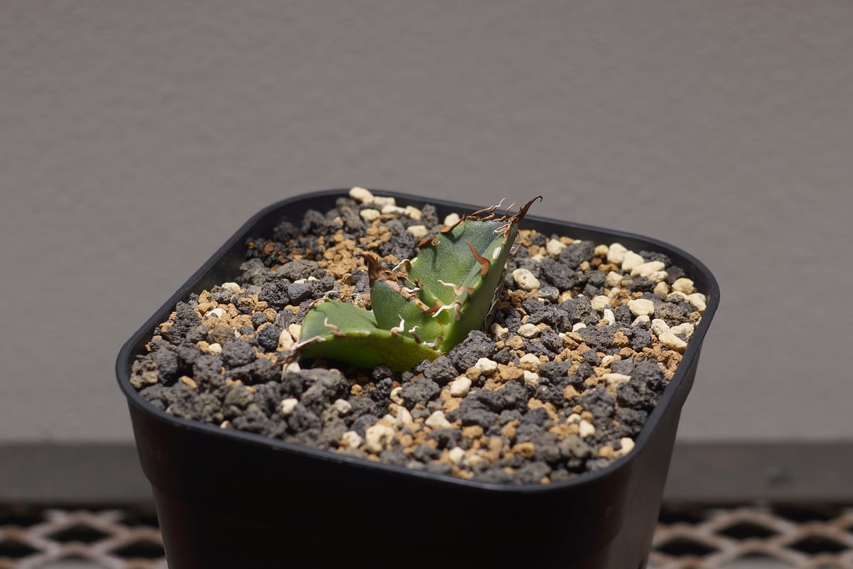 アガベ チタノタ シーザー 凱撒/cae-08 | アガベ専門店 モンスターハウス