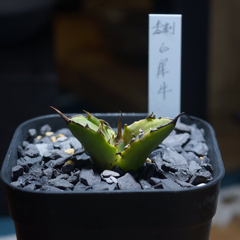 アガベ チタノタ 白犀牛/ 毒刺産 wr-05 | アガベ専門店 モンスターハウス