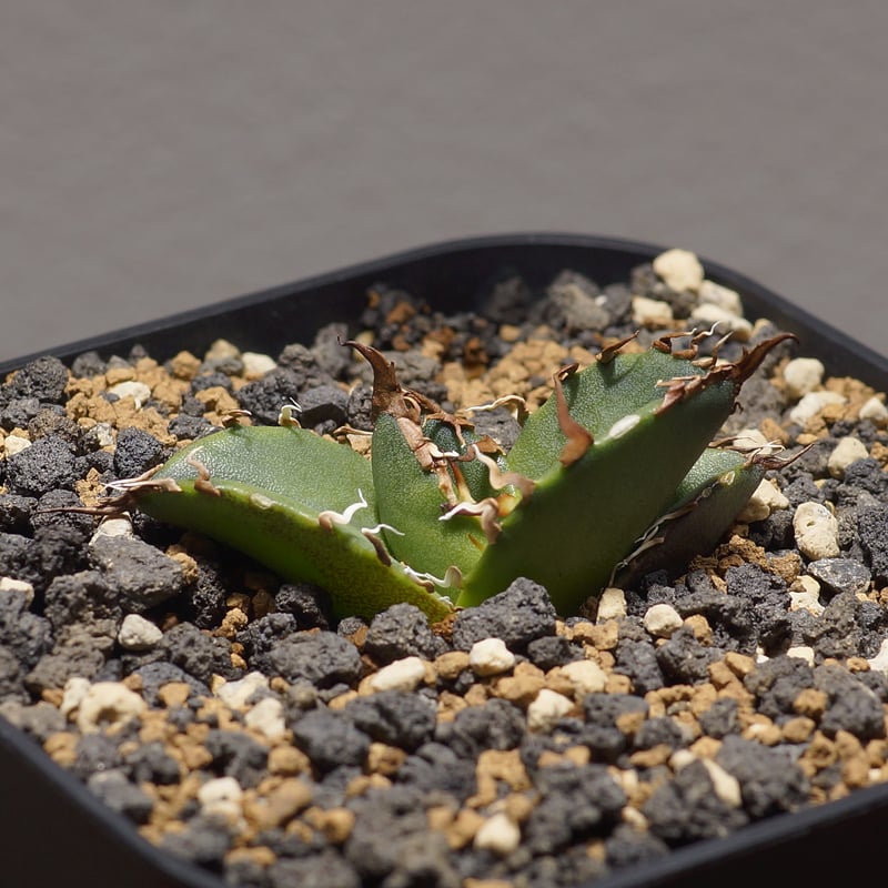 アガベ チタノタ シーザー 凱撒/cae-08 | アガベ専門店 モンスターハウス