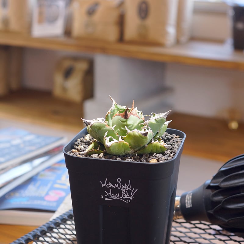 アガベ チタノタ 魔丸 / MG-05 | アガベ専門店 モンスターハウス