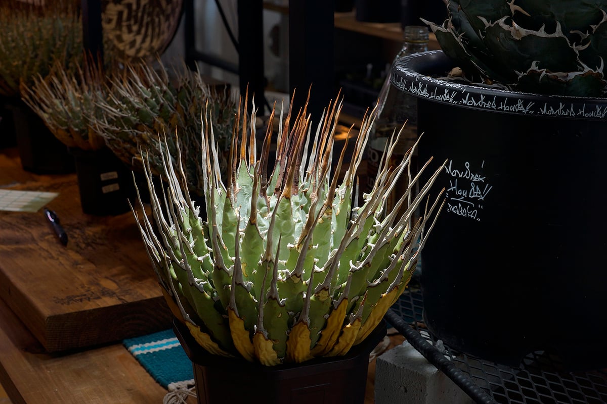 アガベ ユタエンシス エボリスピナ / ES-17 | アガベ専門店 モンスター