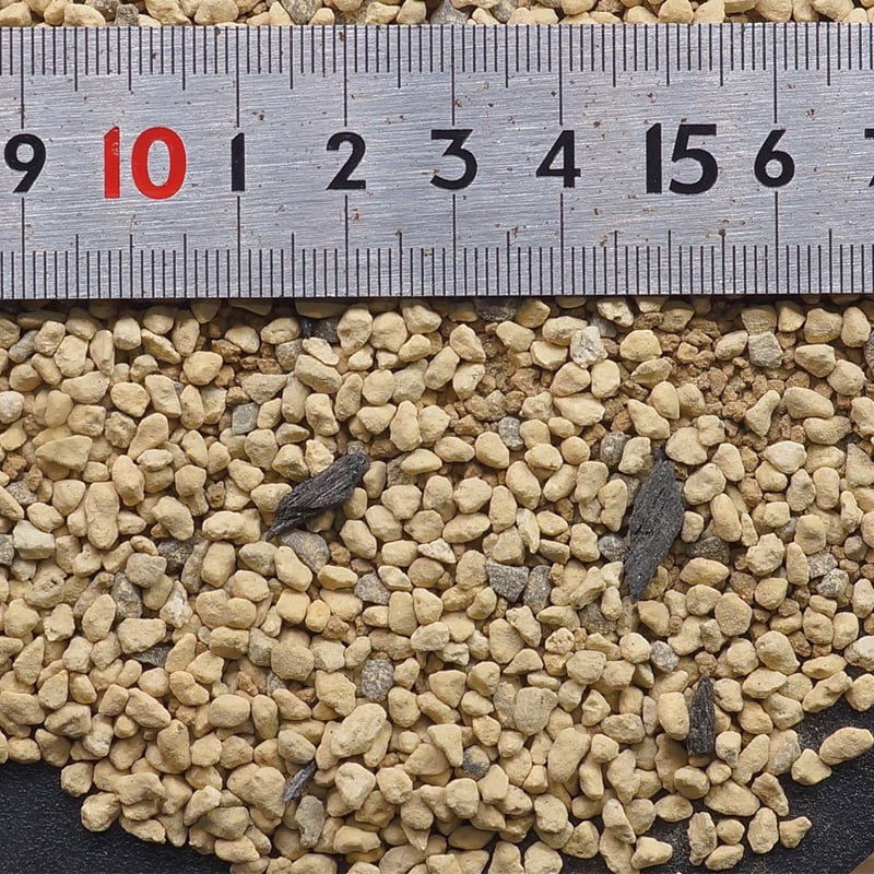アガベ 塊根植物の土】ハッコンスルド（2リットルサイズ用土