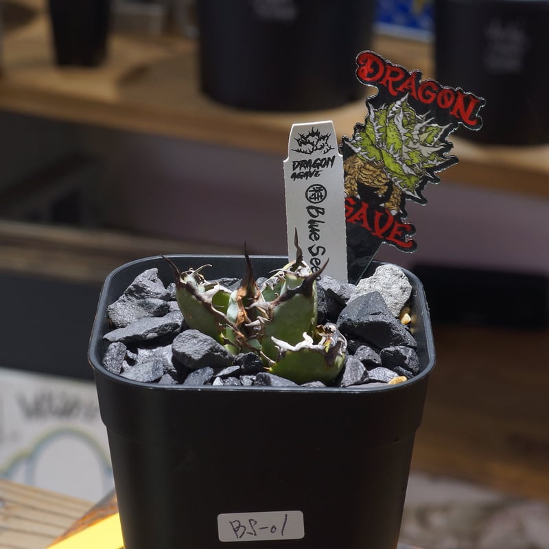 アガベ チタノタブルー 実生 #01 アガベ チタノタブルー実生 (検