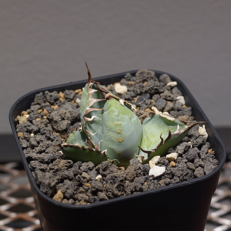 アガベ チタノタ ブラックアンドブルー/bb-31 | アガベ専門店