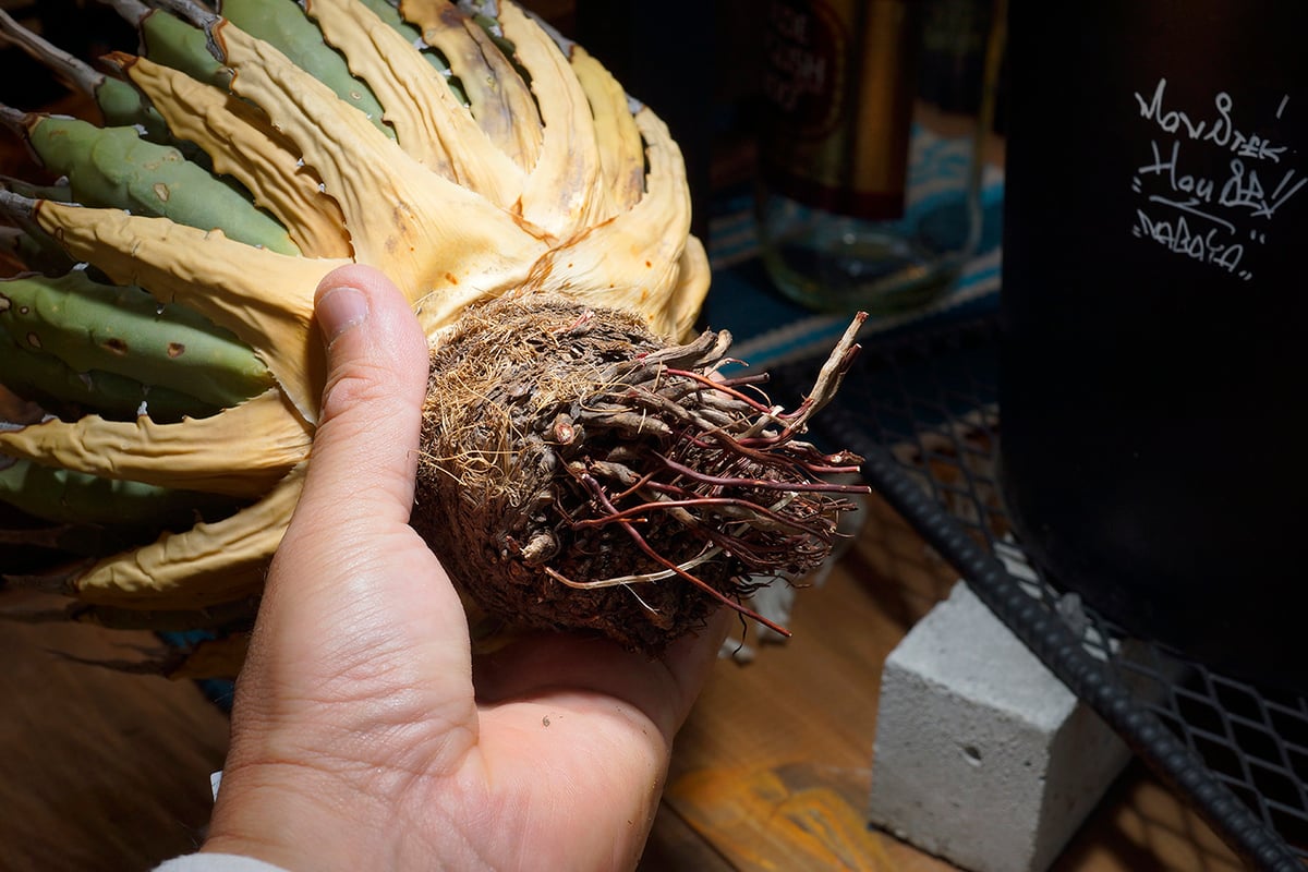 アガベ　ユタエンシス　エボスリピナ　抜き苗発送　Ｈ１７センチぐらい アガベ ユタエンシス エボスリピナ 抜き苗発送 H17センチぐらい