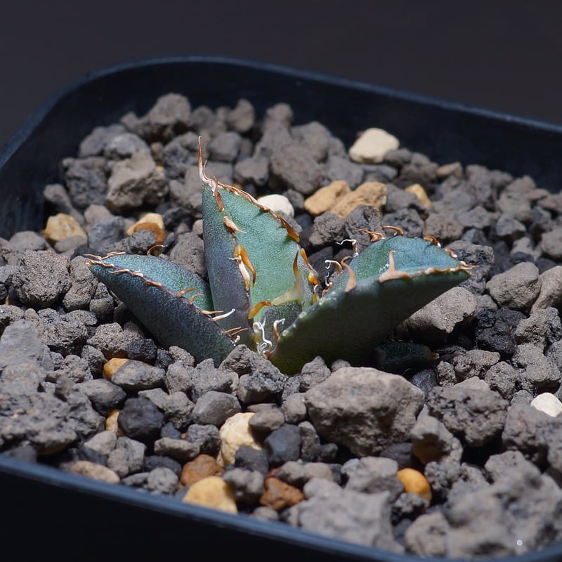 アガベ オテロイ FO-76/子株 F-18 | アガベ専門店 モンスターハウス